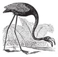 Common Flamingo or Phoenicopterus sp. or Phoenicoparrus sp., vintage engraving