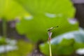 Common Flangetail Formal Name: Ictinogomphus pertinax