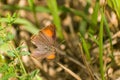 Closeup shot of a butterfly resting in its natural forest habitat in the hot day