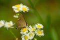 Rapala nissa butterfly nectaring on flower