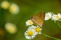 Rapala nissa butterfly nectaring on flower