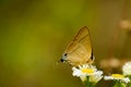 Common flash butterflyn nectaring on flower