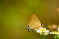 Common flash butterflyn nectaring on flower