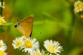 Common flash butterflyn nectaring on flower