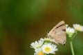 Common flashh butterfly nectaring on flower