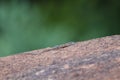 Common Flat Lizard Basking On Granite Rock (Platysaurus intermedius) Royalty Free Stock Photo