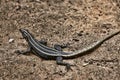 Common flat lizard, Platysaurus intermedius, on rocks in Matopos National Park, Zimbabwe Royalty Free Stock Photo