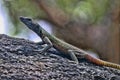 Common flat lizard, Platysaurus intermedius, on rocks in Matopos National Park, Zimbabwe Royalty Free Stock Photo