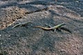 Common flat lizard, Platysaurus intermedius, on rocks in Matopos National Park, Zimbabwe Royalty Free Stock Photo