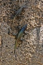 Common flat lizard, Platysaurus intermedius, on rocks in Matopos National Park, Zimbabwe Royalty Free Stock Photo