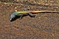 Common flat lizard, Platysaurus intermedius, on rocks in Matopos National Park, Zimbabwe Royalty Free Stock Photo