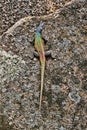 Common flat lizard, Platysaurus intermedius, on rocks in Matopos National Park, Zimbabwe Royalty Free Stock Photo