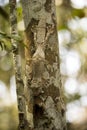 The Common Flat-tail Gecko Uroplatus fimbriatus has a perfect mimicry, Madagascar