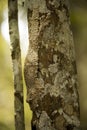 Common Flat-tail Gecko Uroplatus fimbriatus has a perfect mimicry, Madagascar
