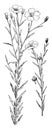 Common, Flax, Linum, Usitatissimum, family, Linaceae vintage illustration