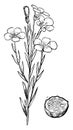 Common, Flax, Linum, Usitatissimum, Linaceae, flowering, plant, ovary vintage illustration