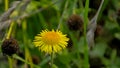 Common fleabane flower - Pulicaria dysenterica Royalty Free Stock Photo