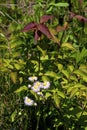 Common Fleabane  807110 Royalty Free Stock Photo