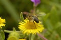 Common Fleabane