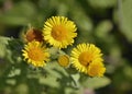 Common Fleabane