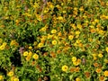 The common fleabane, medicinal herb with flower Royalty Free Stock Photo