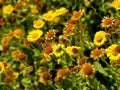 The common fleabane, medicinal herb with flower in summer Royalty Free Stock Photo