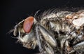 Common Flesh-fly, Flesh Fly, Fly, Flies Royalty Free Stock Photo