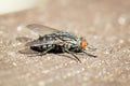 Common flesh fly Sarcophaga carnaria Royalty Free Stock Photo