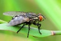 Common flesh fly sitting on a leaf of grass. Royalty Free Stock Photo