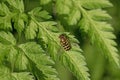 Common flower fly on green leaf Royalty Free Stock Photo