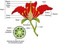 Common flower parts infographic diagram Royalty Free Stock Photo