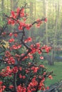 Common Flowering Quince