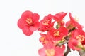 Common Flowering Quince