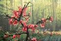 Common Flowering Quince