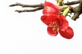 Common Flowering Quince