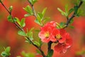 Common Flowering Quince