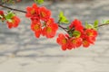 Common Flowering Quince