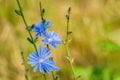 Common flowers of chicory or Cichorium intybus, commonly called blue sailors, chicory, coffee grass or Sukori, is a grassy