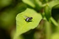 Common fly on a green leaf, macro Royalty Free Stock Photo