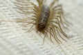Common flycatcher millipede on the wall Royalty Free Stock Photo