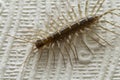 Common flycatcher millipede on the wall Royalty Free Stock Photo