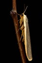 Common footman moth (Eilema lurideola)