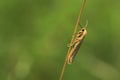 Common footman moth