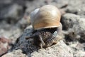 Common forest wild snail with horns spread out