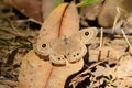 Common Four-ring butterfly (Ypthima similis)