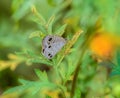 Common fourring, Ypthima huebneri, butterfly feeding on flowers