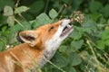 Common Fox Nibbling Blackberries