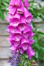 Common Foxglove Royalty Free Stock Photo