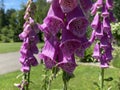 Common foxglove / Digitalis purpurea / Rote Fingerhut, Digitale pourpre, Grande Digitale, Digitale rossa, Dedalera, Digital Royalty Free Stock Photo