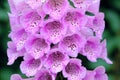 Common foxglove flowers Royalty Free Stock Photo